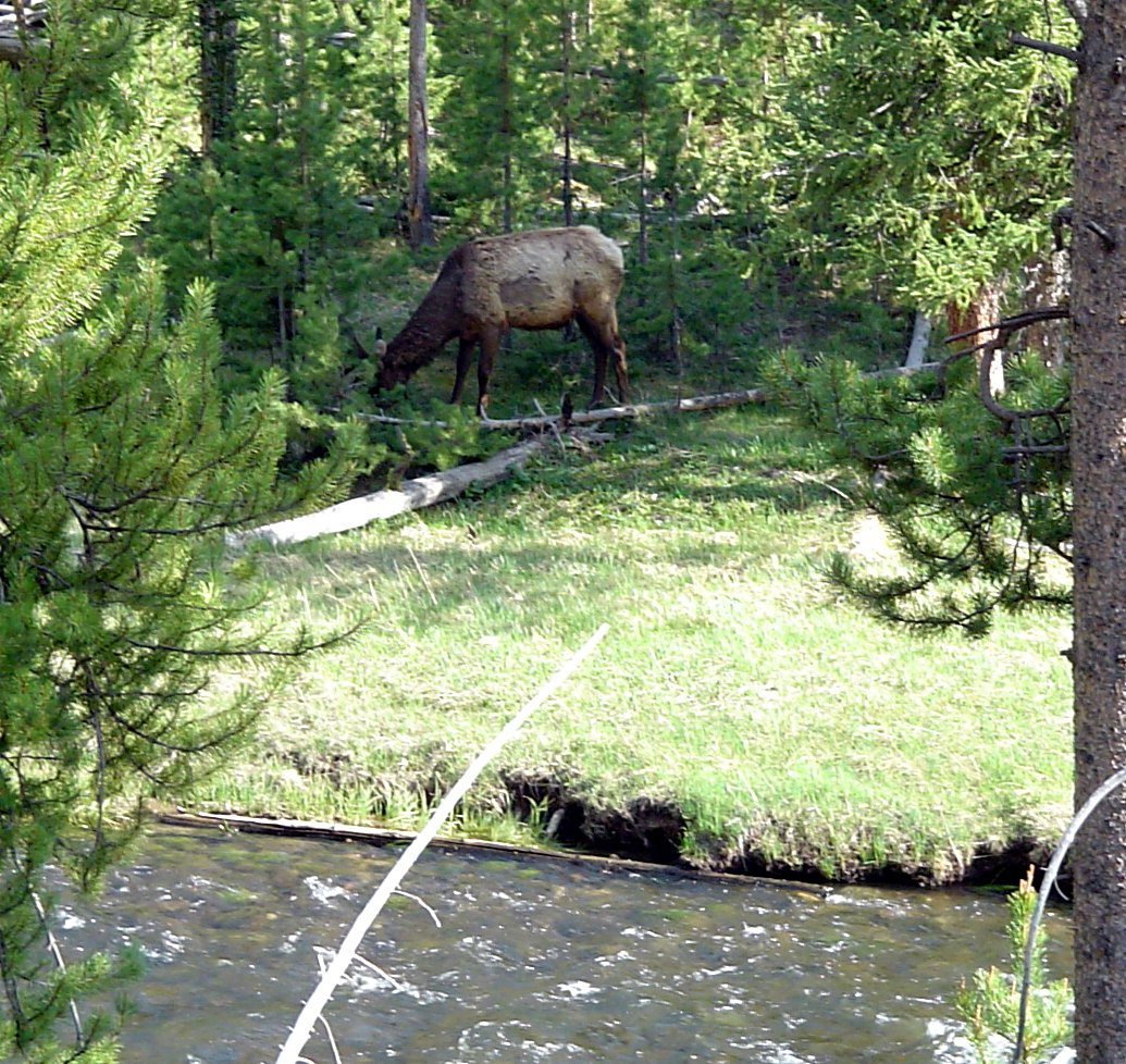 elk